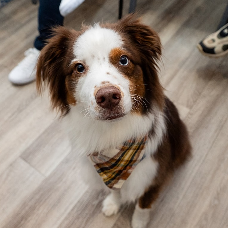 Bailey, Emotional Support Dog at WeCapture Media